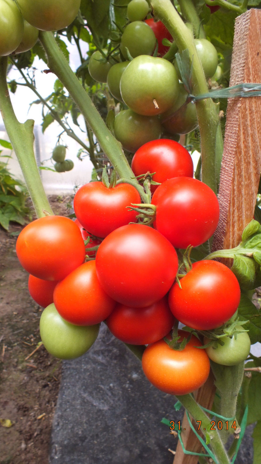 Украинские помидоры